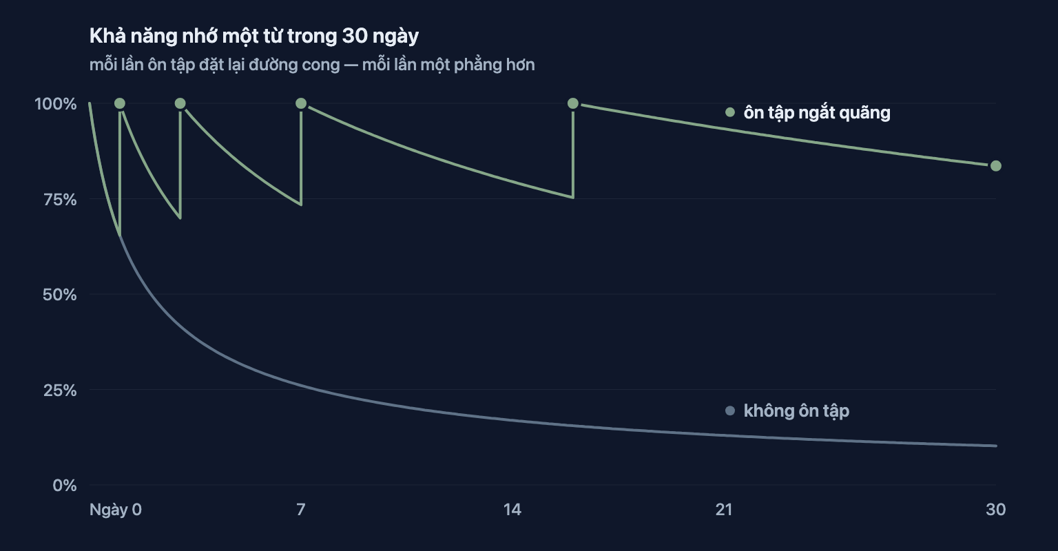 Đường cong lãng quên khi có và không có ôn tập ngắt quãng: không ôn tập, khả năng nhớ rơi xuống dưới 30% trong vòng một tuần; mỗi lần ôn tập ngắt quãng đặt lại khả năng nhớ và làm đường suy giảm phẳng hơn