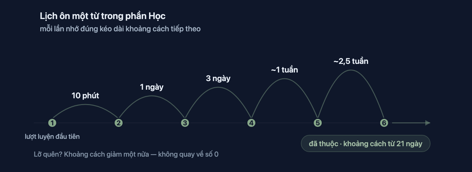 Lịch ôn tập của một từ: 10 phút, 1 ngày, 3 ngày, khoảng một tuần, rồi nhiều tuần — mỗi lần nhớ đúng kéo dài khoảng cách tiếp theo cho đến khi từ đó được thuộc hẳn